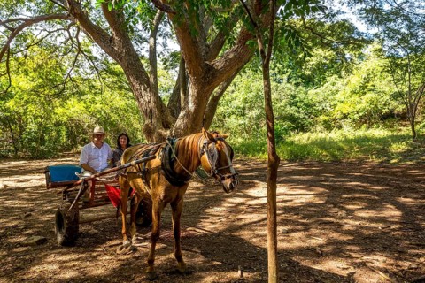 Tourists on a horse-drawn carriage ride in the Valle de los Ingenios, Trinidad, Cuba, Sancti
