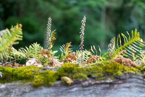 Fern growth on a dead tree trunk, tree fern, Casa de Sezim, Grande Escolha winery in the Minho