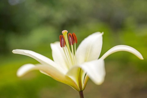 Flower with pistil and pollen, Casa de Sezim, Grande Escolha winery in the Minho region, the garden