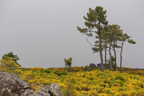 Barren highlands with broom bushes in bloom in the Sierra do Alvao, MondrÃµes, Vila Real district,