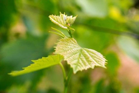 Vine, grapevine (Vitis vinifera), vines and vine leaves of Mateus red wine, Casa de Mateus, palace