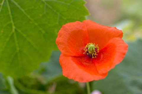 Vine, grapevine (Vitis vinifera), poppy blossom (Papaver rhoeas), vines and vine leaves of Mateus