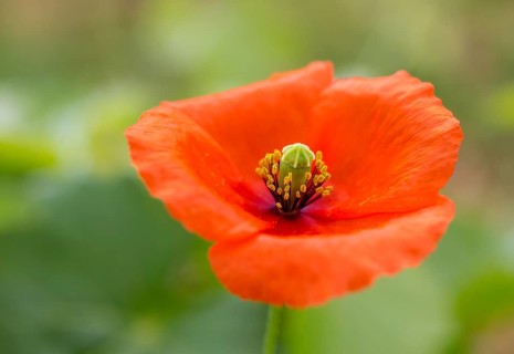 Vine, grapevine (Vitis vinifera), poppy blossom (Papaver rhoeas), vines and vine leaves of Mateus