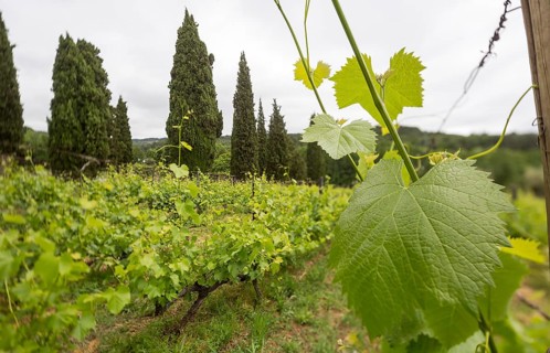 Vine, grapevine (Vitis vinifera), vines and vine leaves of Mateus red wine, Casa de Mateus, palace