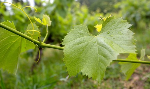 Vine, grapevine (Vitis vinifera), vines and vine leaves of Mateus red wine, Casa de Mateus, palace