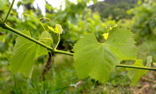 Vine, grapevine (Vitis vinifera), vines and vine leaves of Mateus red wine, Casa de Mateus, palace