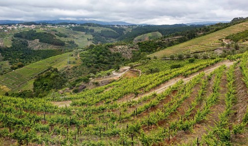 Vineyards in the middle Douro valley, Port wine growing area, Vila Real, Vila Real district,