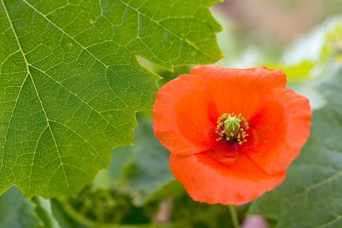 Vine, grapevine (Vitis vinifera), poppy blossom (Papaver rhoeas), vines and vine leaves of Mateus
