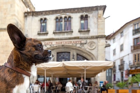 Dog in front of a street cafe, Coimbra, Coimbra district, Portugal, Europe, aerial view, birds-eyes