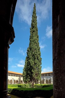 Monastery of Santa Maria da VitÃüria, UNESCO World Heritage Site, cloister with pine trees,