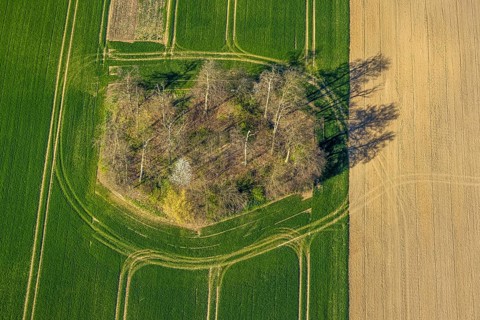 Aerial view, forest in a meadow, trees with shadows, shapes and colours, Borker Straße, Cappenberg,