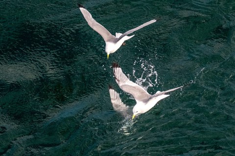 Seagulls in flight while fishing in the harbour, Vardø, Finnmark, Norway, Scandinavia, Europe,