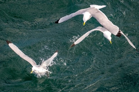Seagulls in flight while fishing in the harbour, Vardø, Finnmark, Norway, Scandinavia, Europe,