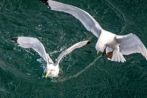 Seagulls in flight while fishing in the harbour, Vardø, Finnmark, Norway, Scandinavia, Europe,
