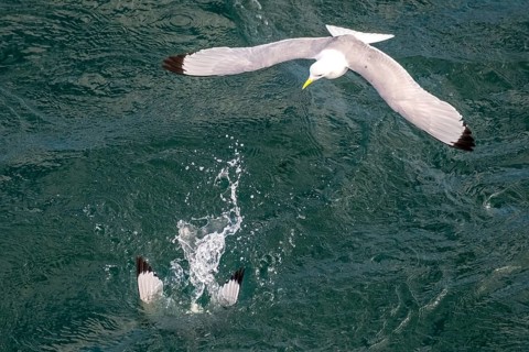 Seagulls in flight while fishing in the harbour, Vardø, Finnmark, Norway, Scandinavia, Europe,