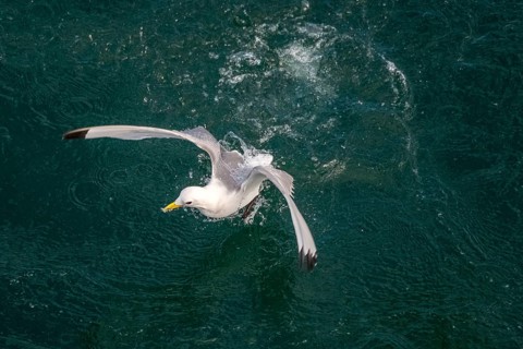 Seagulls in flight while fishing in the harbour, Vardø, Finnmark, Norway, Scandinavia, Europe,