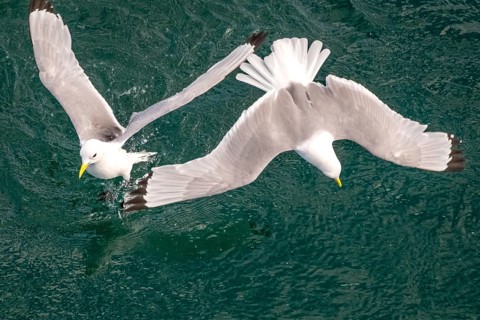 Seagulls in flight while fishing in the harbour, Vardø, Finnmark, Norway, Scandinavia, Europe,