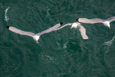 Seagulls in flight while fishing in the harbour, Vardø, Finnmark, Norway, Scandinavia, Europe,