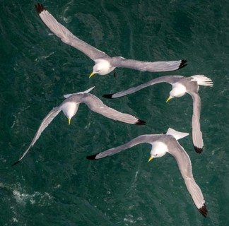 Seagulls in flight while fishing in the harbour, Vardø, Finnmark, Norway, Scandinavia, Europe,