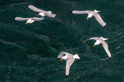 Seagulls in flight while fishing in the harbour, Vardø, Finnmark, Norway, Scandinavia, Europe,