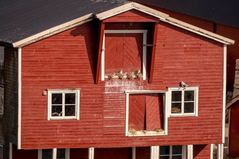 Bird's nests on the red Norwegian house in the harbour, view of Vardø, Finnmark, Norway,