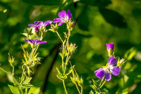 Forest Cranesbill - Geranium sylvaticum, Kirkenes, Finnmark, Norway, Scandinavia, Europe, adventure