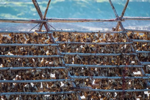 Stockfish drying on wooden rack, Kjøllefjord, Finnmark, Norway, Scandinavia, Europe, adventure