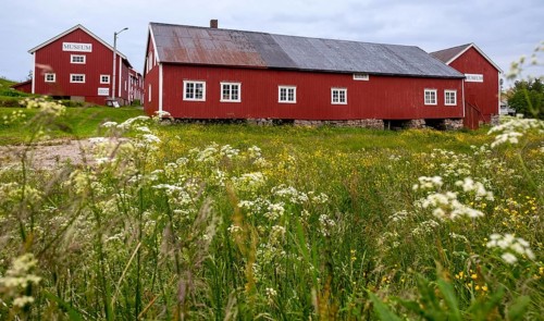 Lofotmuseet, Lofoten Museum, flower meadow, Kabelvåg, Nordland, Norway, Scandinavia, Europe,