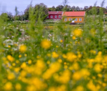 Lofotmuseet, Lofoten Museum, flower meadow, Kabelvåg, Nordland, Norway, Scandinavia, Europe,