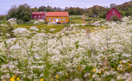 Lofotmuseet, Lofoten Museum, flower meadow, Kabelvåg, Nordland, Norway, Scandinavia, Europe,