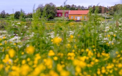 Lofotmuseet, Lofoten Museum, flower meadow, Kabelvåg, Nordland, Norway, Scandinavia, Europe,