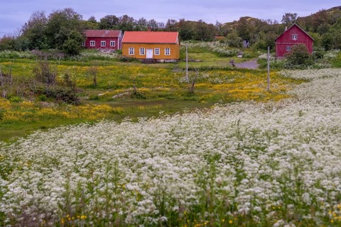 Lofotmuseet, Lofoten Museum, flower meadow, Kabelvåg, Nordland, Norway, Scandinavia, Europe,