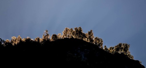 Tree row on mountain, river, Gudvangen, blue sky, Undredal, Sogn og Fjordane, Norway, Scandinavia,