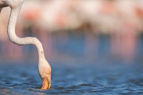Greater Flamingo (Phoenicopterus roseus) standing in the water, portrait, Parc Naturel Regional de