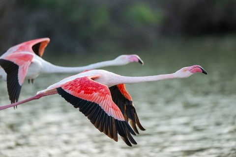 Greater Flamingo (Phoenicopterus roseus) starts flying from the water at sunset, Parc Naturel
