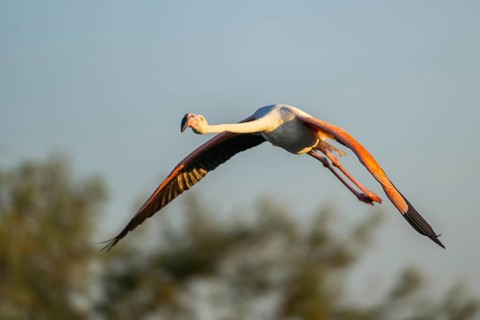 Greater Flamingo (Phoenicopterus roseus) flying in the sky at sunset, Parc Naturel Regional de