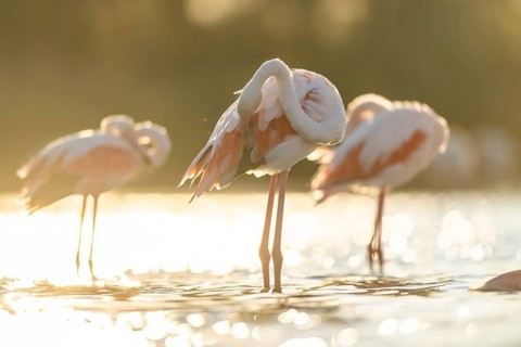 Greater Flamingo (Phoenicopterus roseus) standing in the water cleaning its feathers at sunset,