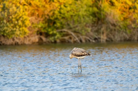 Greater Flamingo (Phoenicopterus roseus) standing in the water at sunset, Parc Naturel Regional de