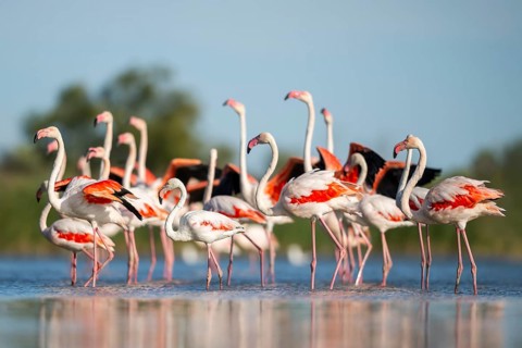 Greater Flamingos (Phoenicopterus roseus) walking in the water while shaking there wings, Parc