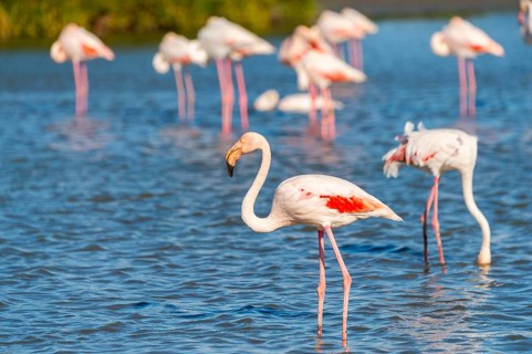 Greater Flamingo (Phoenicopterus roseus) walking in the water, Parc Naturel Regional de Camargue,