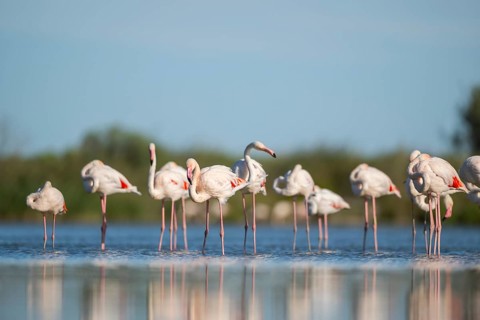 Greater Flamingos (Phoenicopterus roseus) standing in the water, Parc Naturel Regional de Camargue,