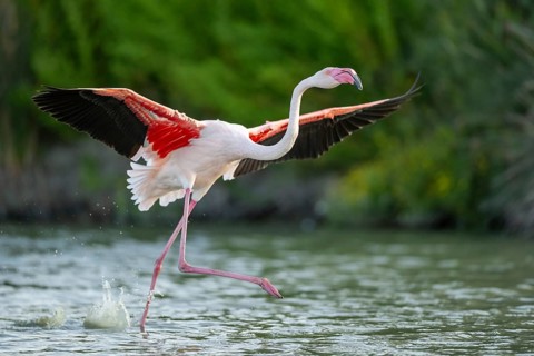 Greater Flamingo (Phoenicopterus roseus) starts flying from the water at sunset, Parc Naturel