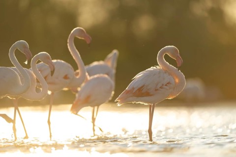 Greater Flamingo (Phoenicopterus roseus) standing in the water at sunset, Parc Naturel Regional de
