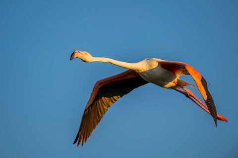Greater Flamingo (Phoenicopterus roseus) flying in the sky at sunset, Parc Naturel Regional de