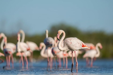 Greater Flamingos (Phoenicopterus roseus) standing in the water, Parc Naturel Regional de Camargue,