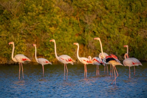 Greater Flamingo (Phoenicopterus roseus) standing in the water at sunset, Parc Naturel Regional de