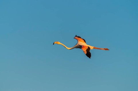 Greater Flamingo (Phoenicopterus roseus) flying in the sky at sunset, Parc Naturel Regional de