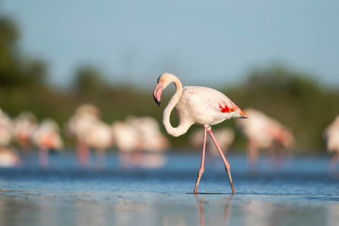 Greater Flamingo (Phoenicopterus roseus) walking in the water, Parc Naturel Regional de Camargue,