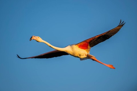 Greater Flamingo (Phoenicopterus roseus) flying in the sky at sunset, Parc Naturel Regional de