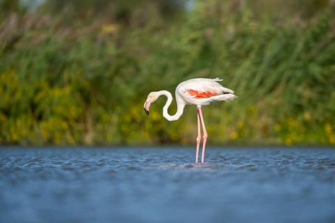 Greater Flamingo (Phoenicopterus roseus) standing in the water, Parc Naturel Regional de Camargue,